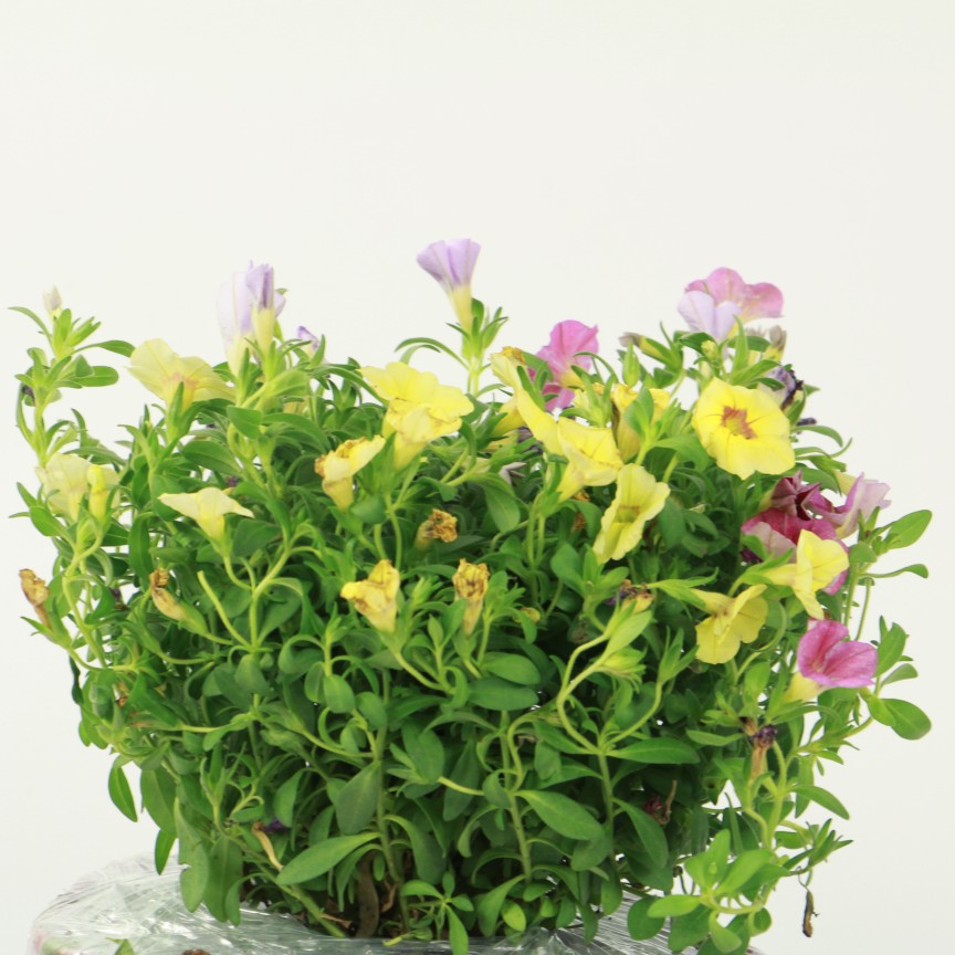 百万小铃可以越冬吗,百万小铃怎么越冬