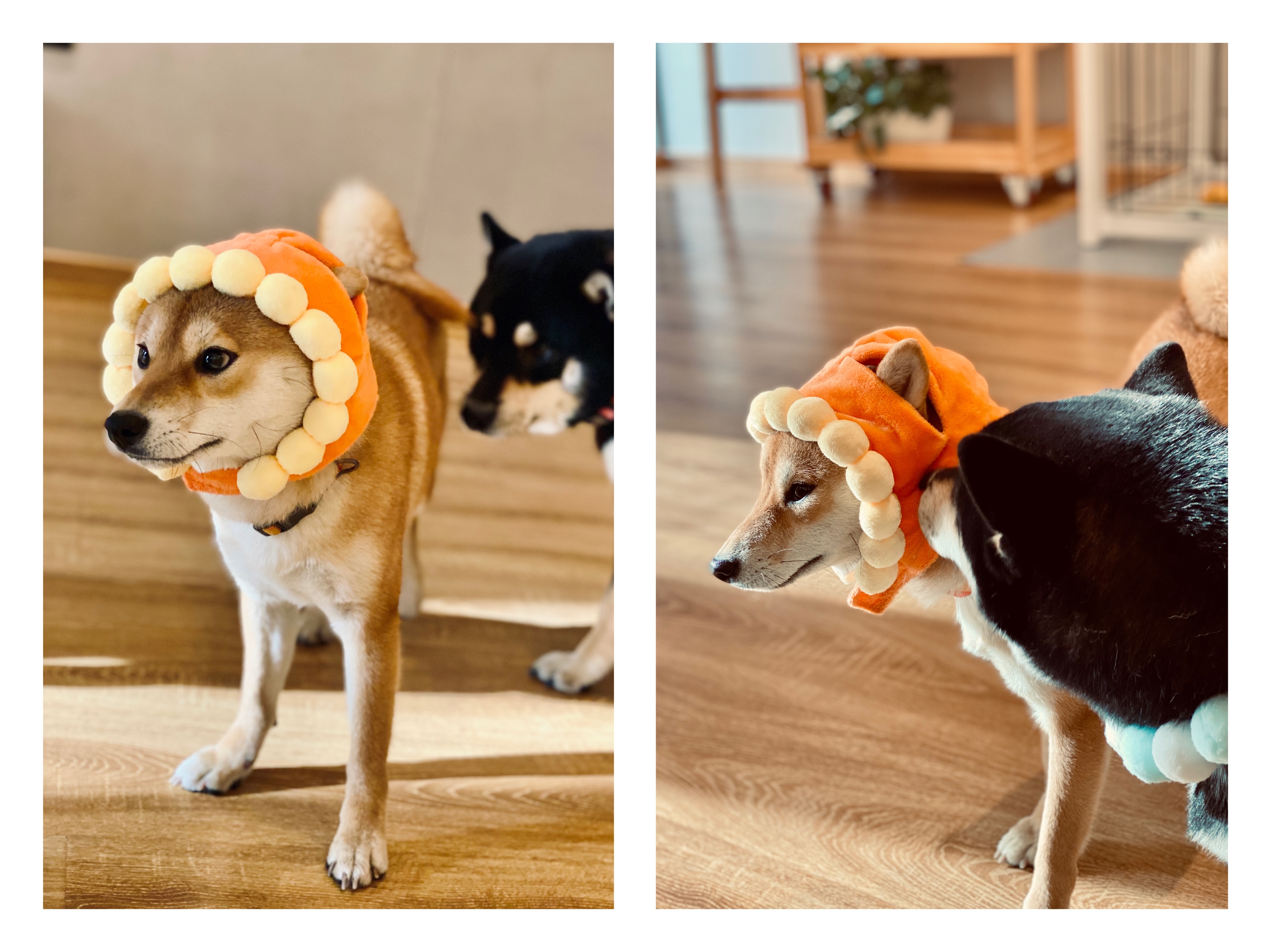 撸动物的网红店顺德,撸小动物的网红店北京世纪金源