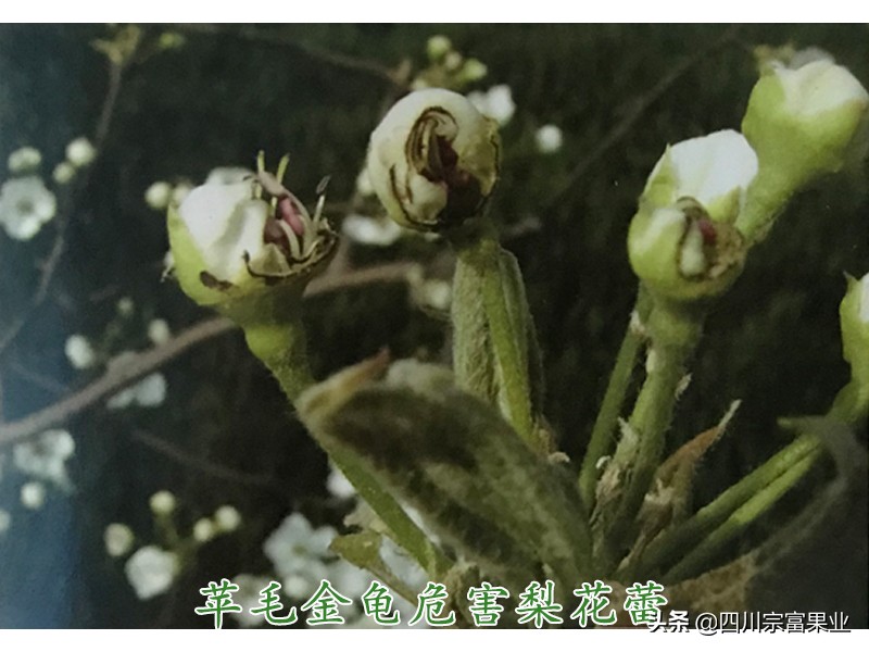 梨子上的金龟子,梨树食心虫钻进果树里怎么防治