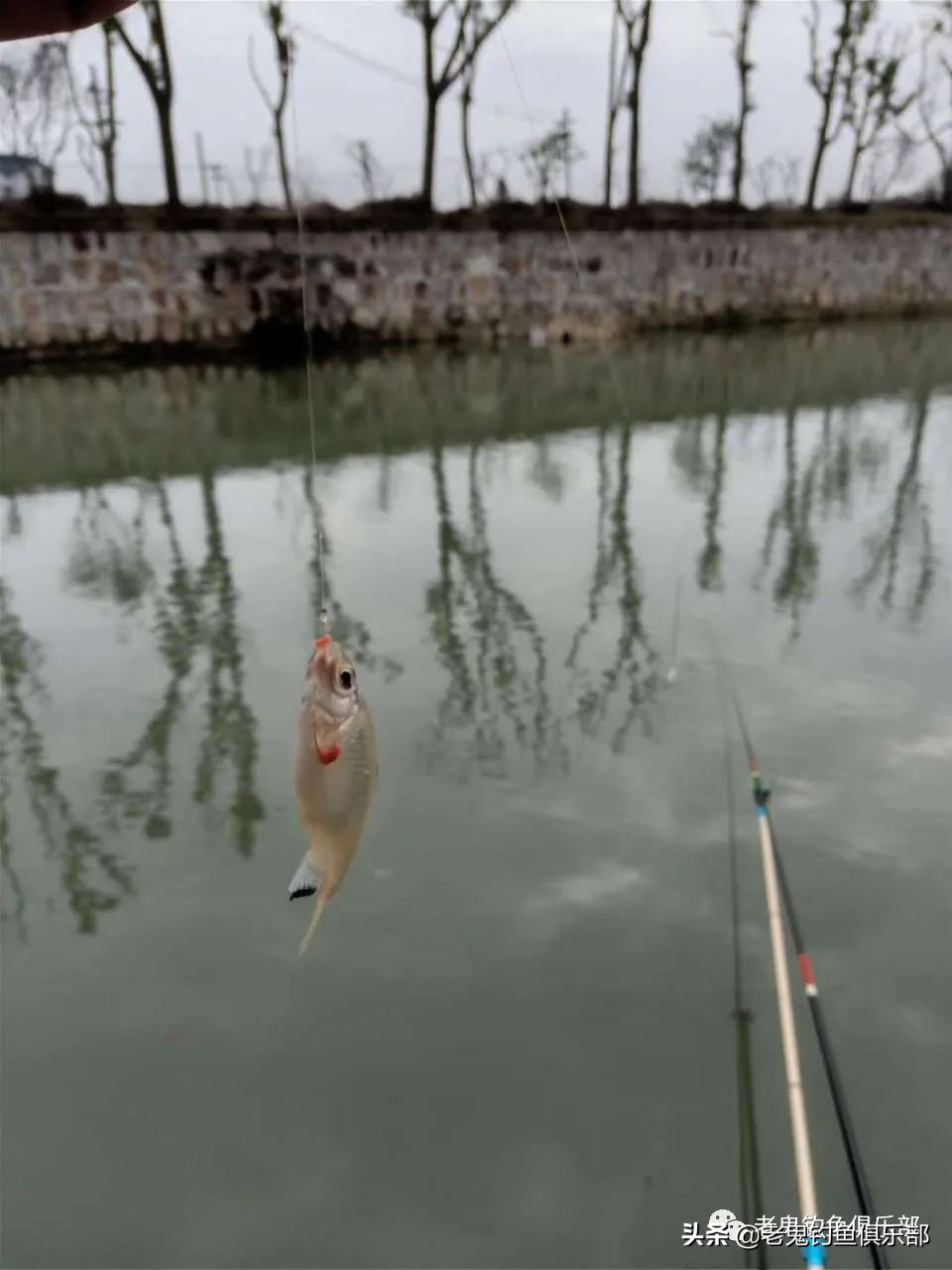 单开九一八钓大鱼,单开九一八钓罗非