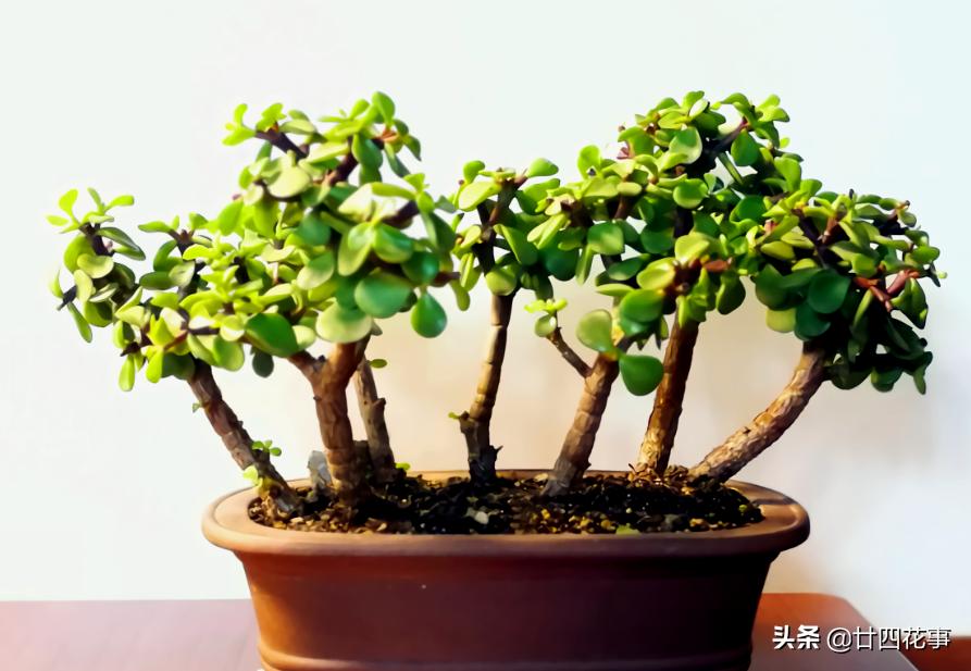 适合懒人养的四季花苗,这10种花越贱养越疯长