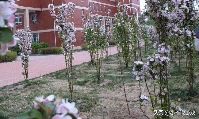 天津市内9所重点中学,天津河北中学最好的三所学校