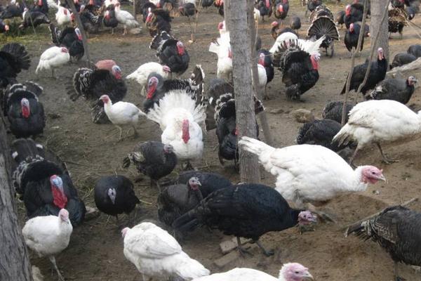 养火鸡需要办理什么手续,养火鸡应该注意些什么