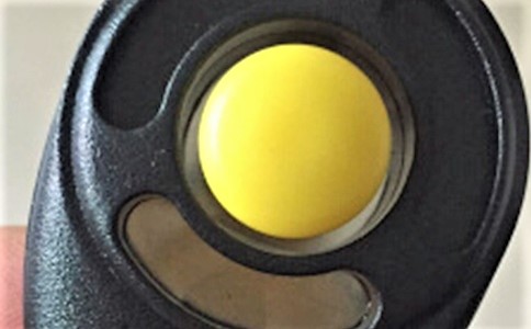 宠物狗日常用品推荐,宠物狗玩具挑选方法图解