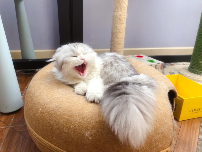 解决猫毛过敏最佳办法,猫毛会导致脸部过敏吗