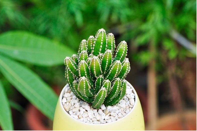 100种绿植大全,50种盆栽绿植花卉大全