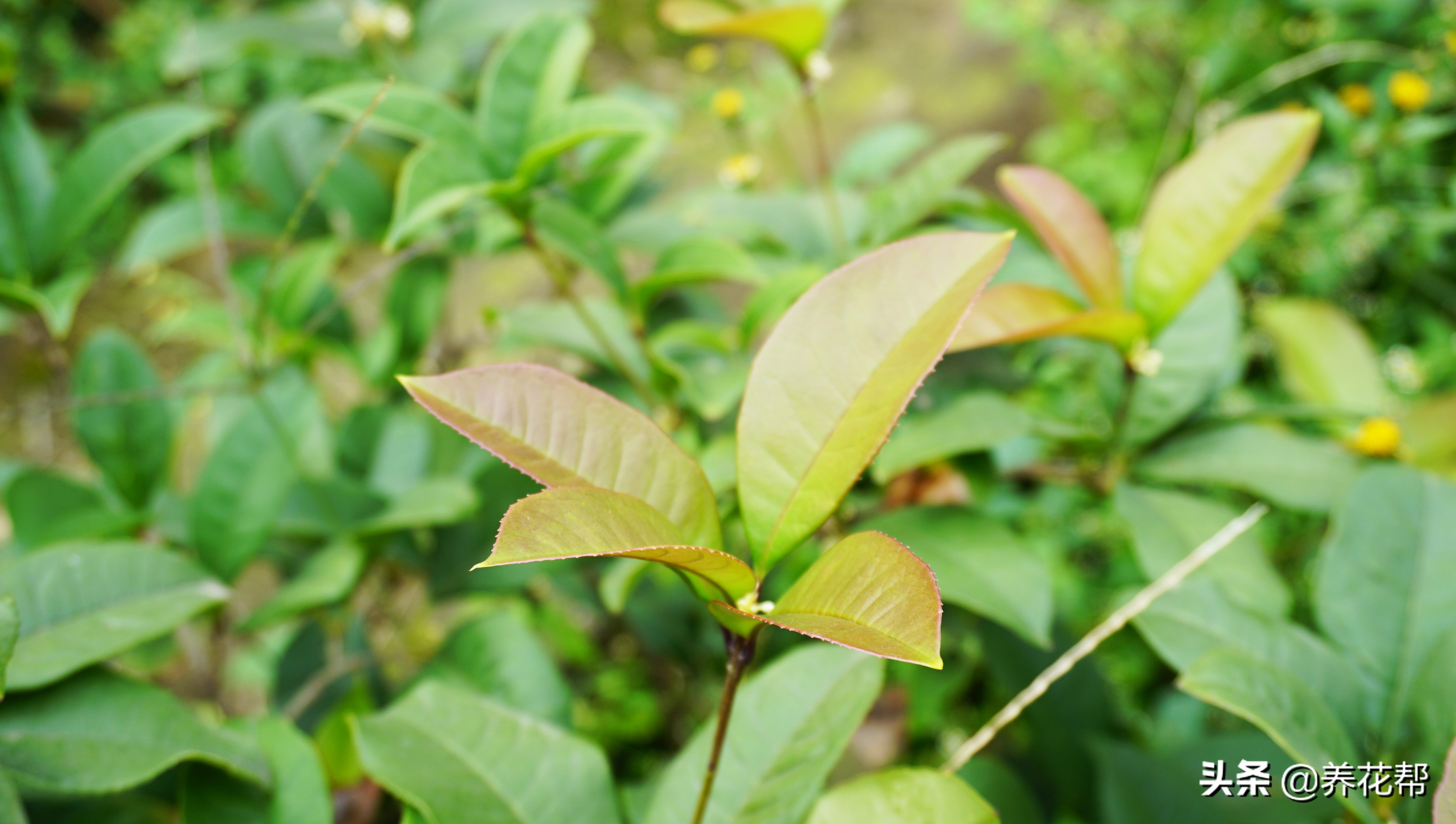 地栽桂花树叶落完了能活不,移栽桂花盆景枯叶掉落怎么办