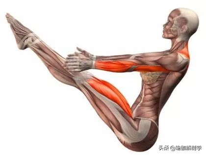 拉伸髂腰肌的瑜伽体式,久坐的人如何拉伸髂腰肌