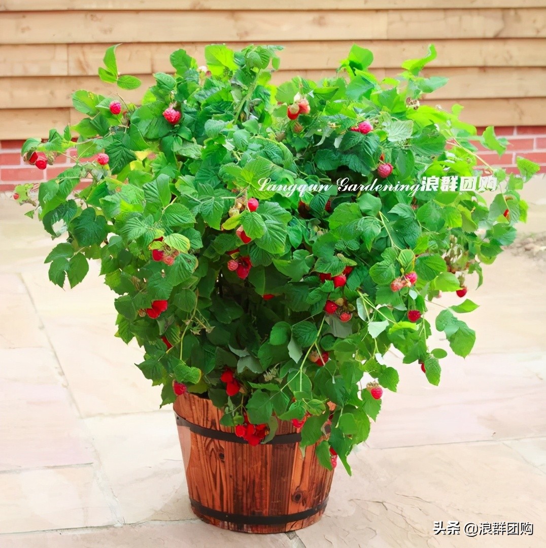 盆栽树莓能结多少果,盆栽果树一年可以长多高