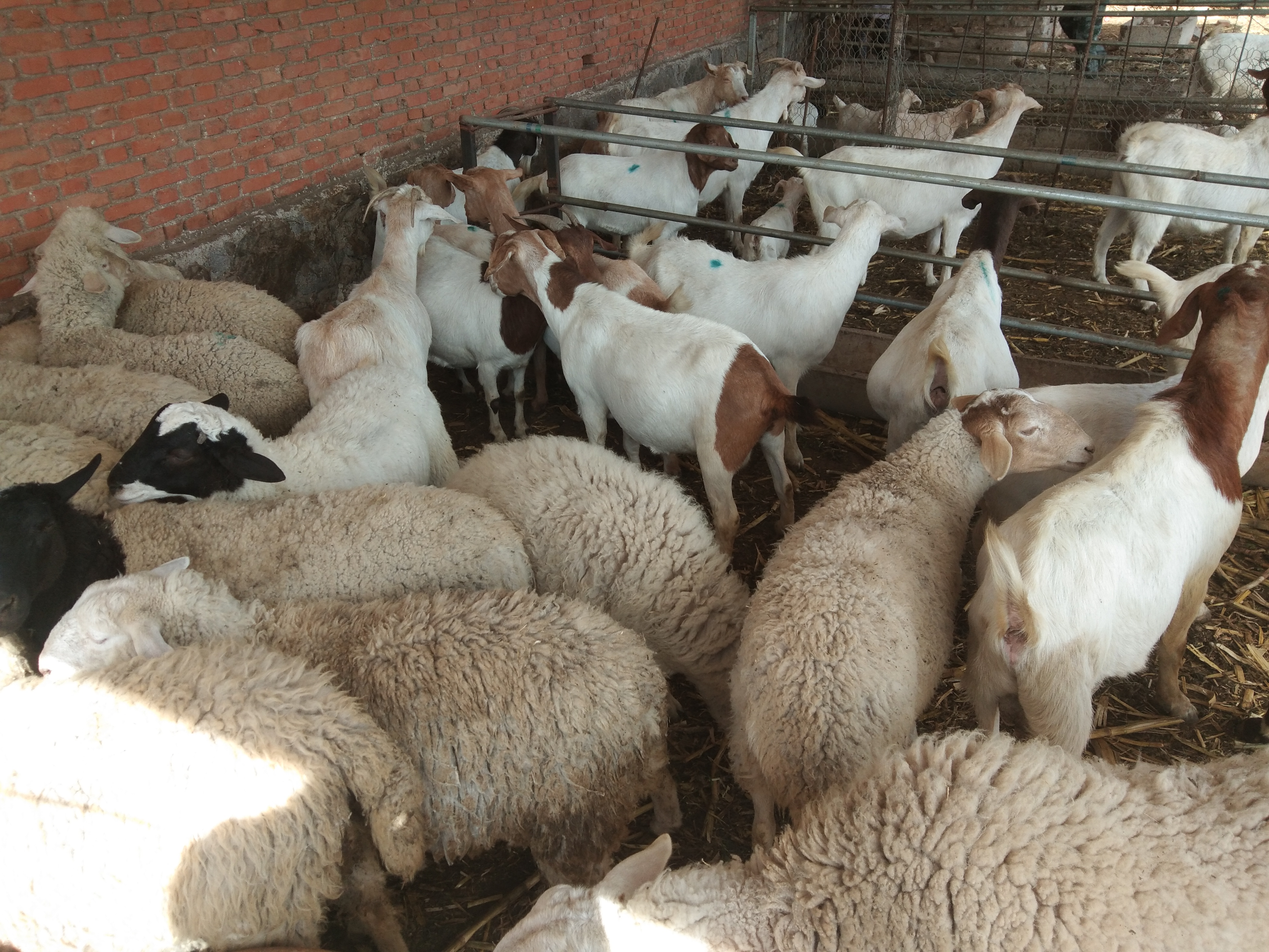 育肥羊喂豆腐渣的好处,豆腐渣喂羊的正确吃法