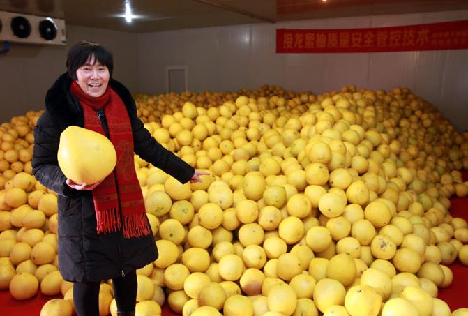 柚子的种植条件和时间,如何种植的柚子更甜水分多