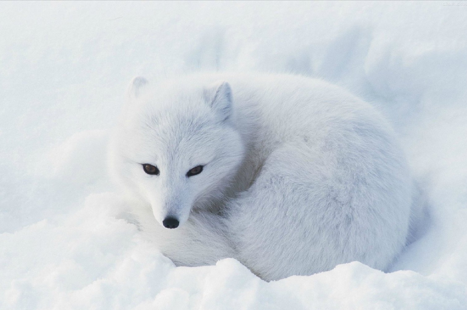 纹狐狸纹身有什么讲究,女人纹身纹狐狸代表什么