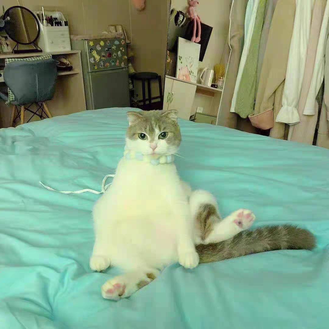 猫咪太胖吃什么猫粮减肥,猫减肥一天吃多少猫粮