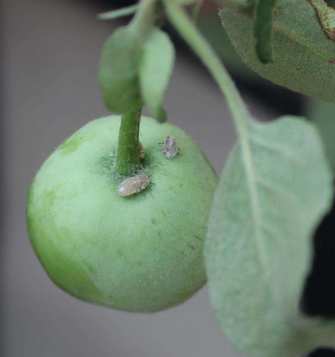 苹果打药跟没打药区别,别被神药忽悠