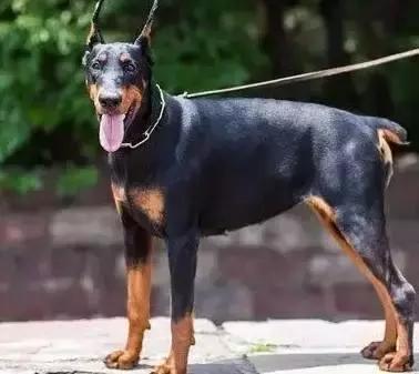 最忠诚又可爱的狗狗十大排名,狗狗忠诚十大排名