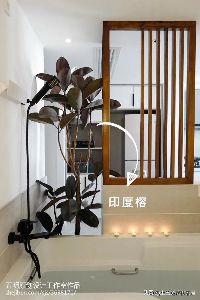 十款居家可养的植物,招财又好养的植物