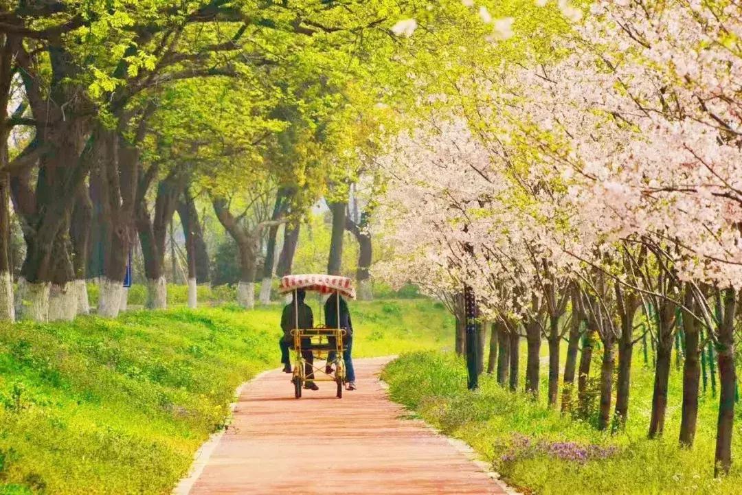 浙江11个地方樱花烂漫，千亩粉色天堂美到开挂，不输日本东京