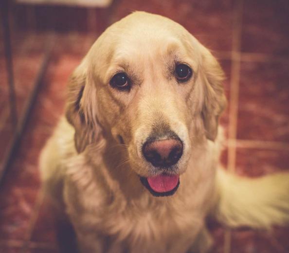 软骨病站立不起来怎么回事,小狗狗髋关节有问题不会站立