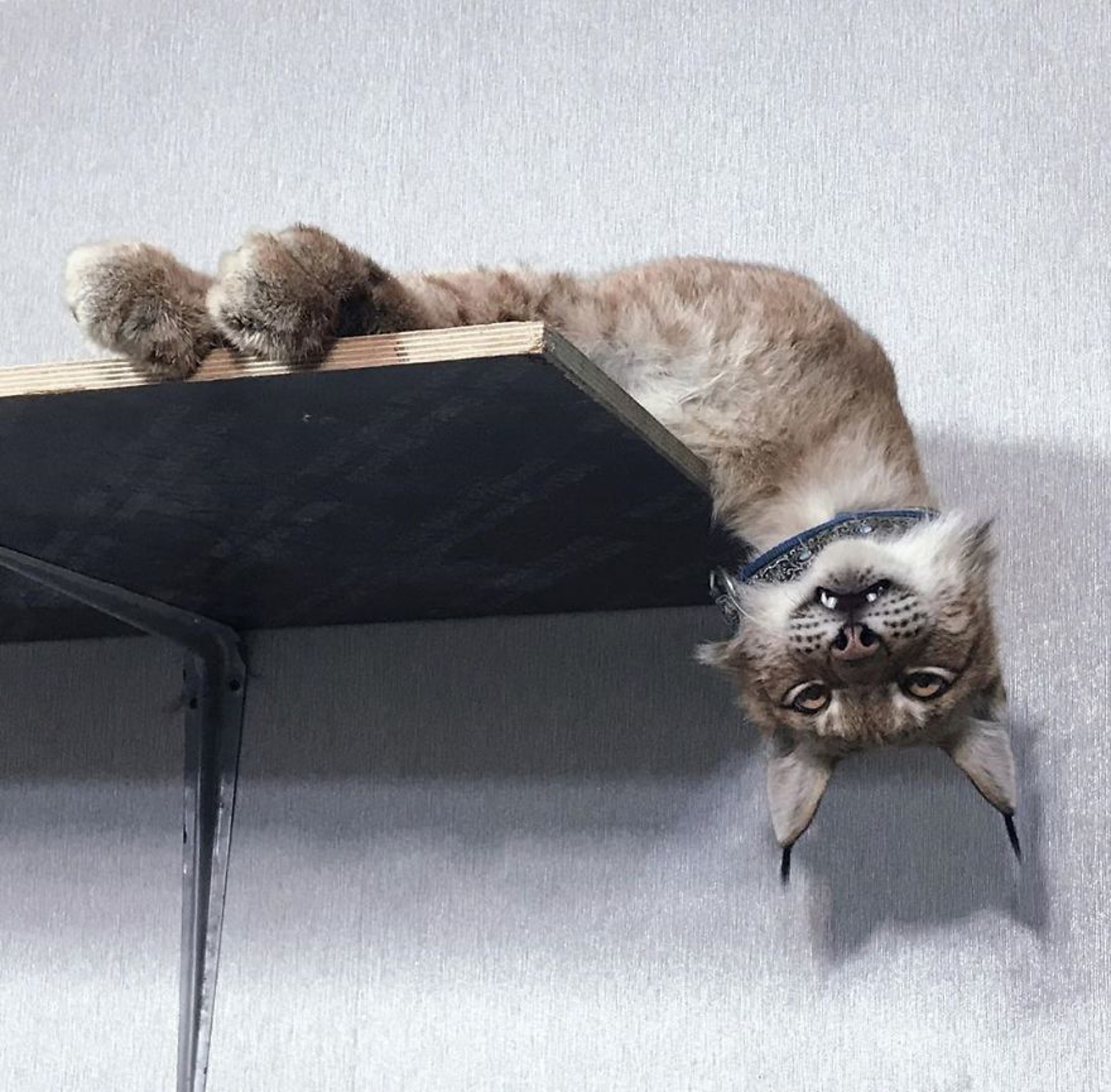 让六只傻狗调教生性凶猛的山猫,山猫:妈妈再也不用担心我的智商