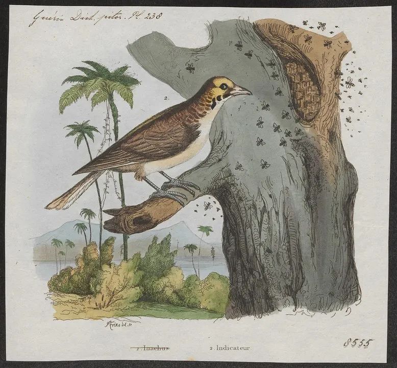 响蜜鴷视频,响蜜鴷是什么鸟