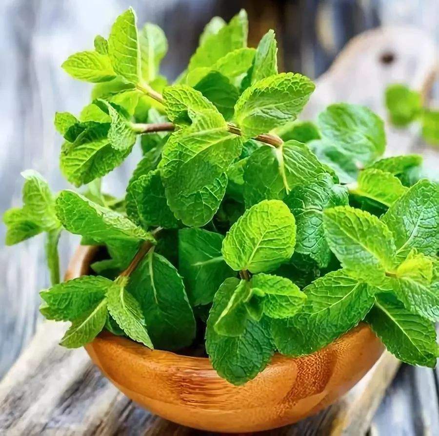 5月蚊虫可真多，卧室摆上几盆花，虫子跑光光，睡觉更舒服！