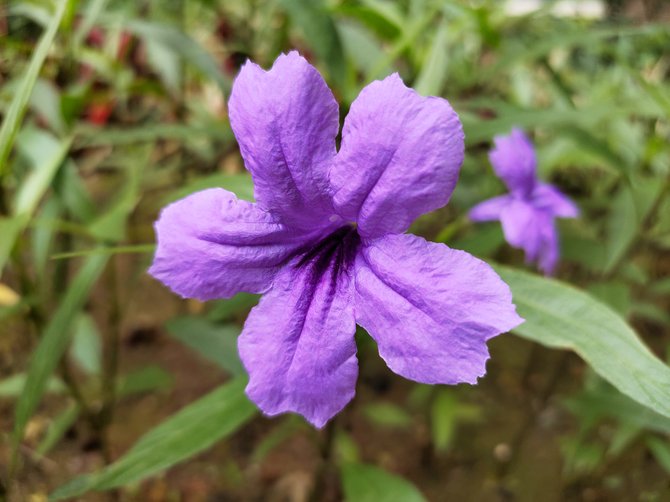 iqoopro5g评测游戏,iQOOPro5G评测