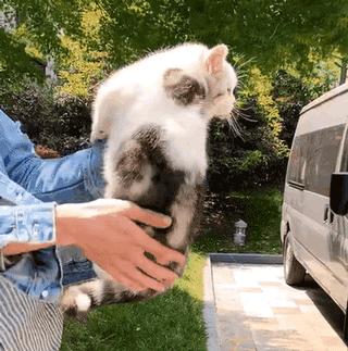 网友晒出5颗巨型毛球，救命！我快要窒息了