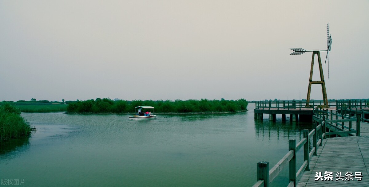 回顾东方白鹳迁徙路上的生存困境,东方白鹳在哪里栖息