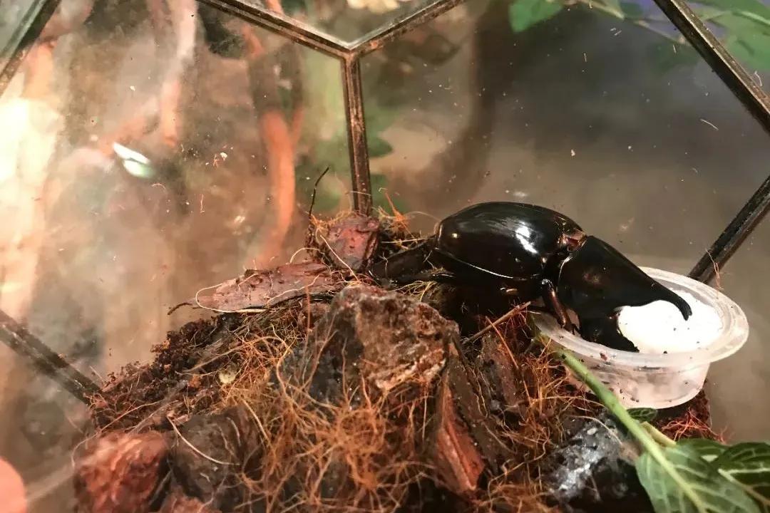 占地30000㎡！这艘建在安华汇天台上的巨船，竟是亲子乐园