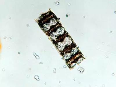 鱼类水产养殖需要哪些藻类,水产养殖显微镜下各种藻类