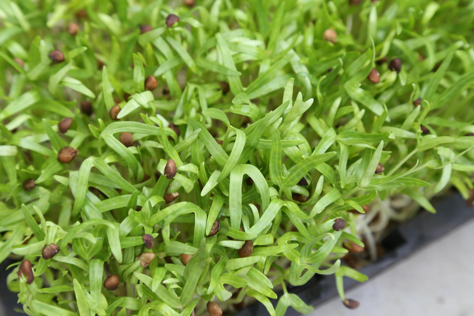 空心菜会生什么病有什么防治措施,空心菜茎腐病的防治