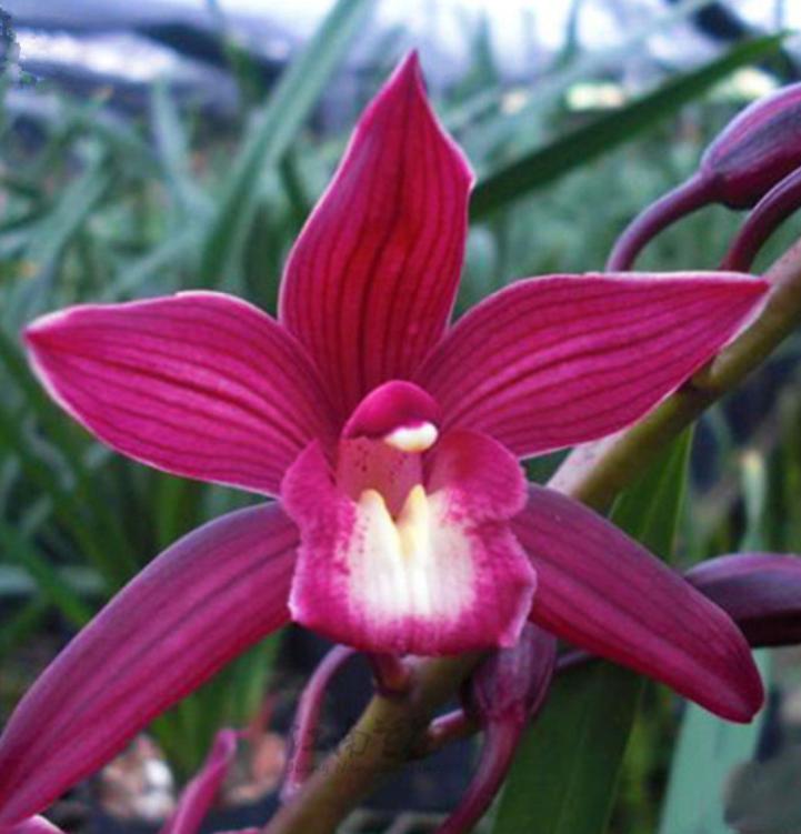 此兰花适合新手，花大色艳，香味袭人，好养易活，开花勤快还便宜