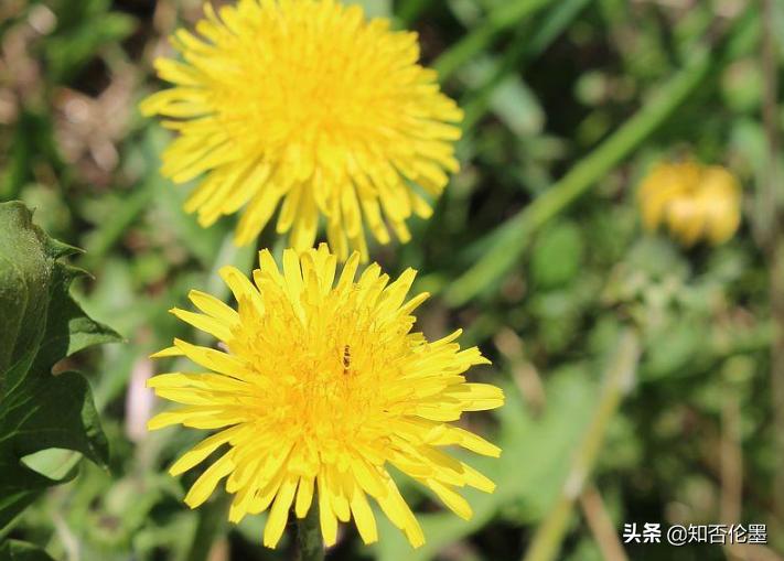 一次种植多年受益的中药材品种,种植什么中药材最赚钱