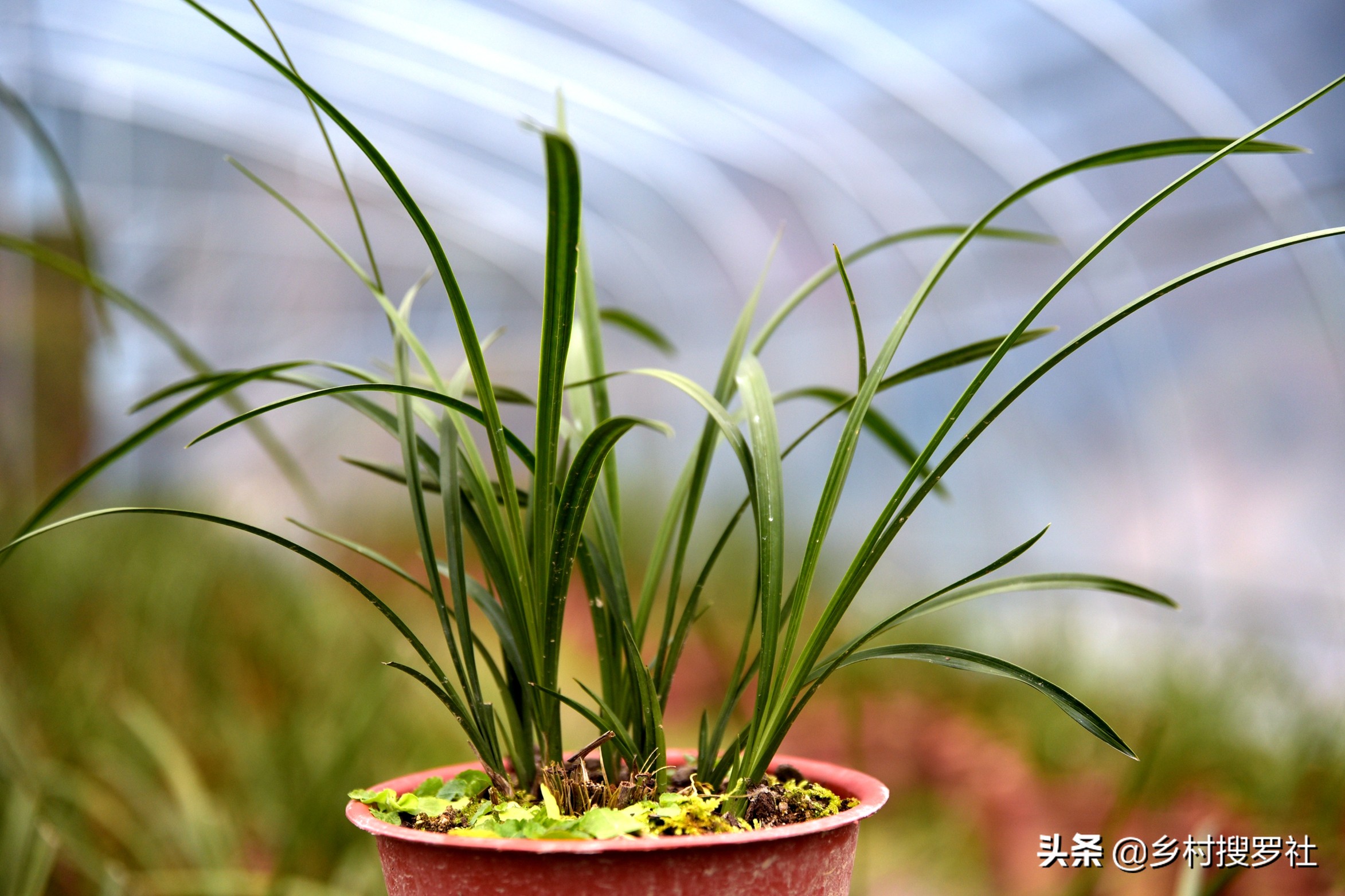 兰花的移栽方法和注意事项,如何将移栽的兰花尽快服盆