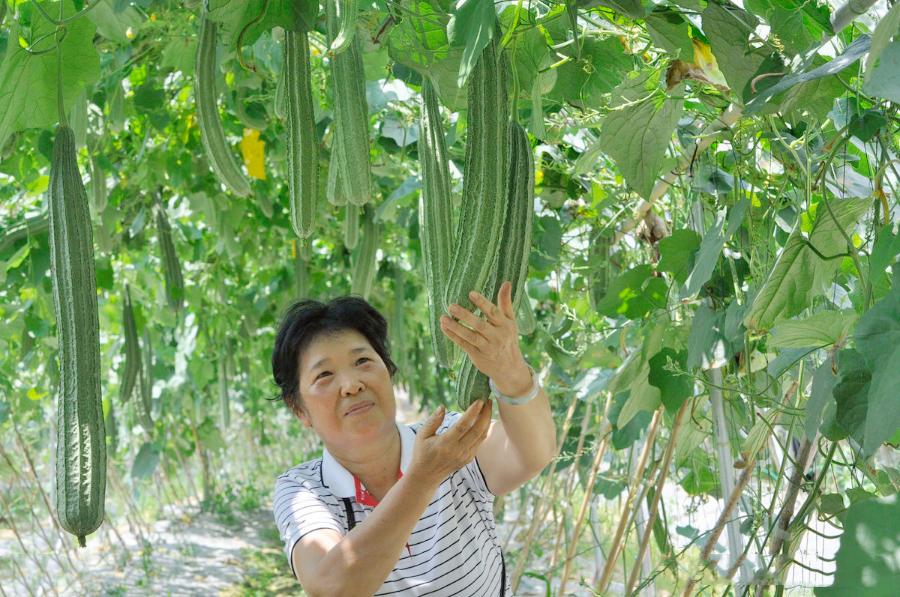 南瓜化瓜最有效的土办法,菜瓜怎么用最有效