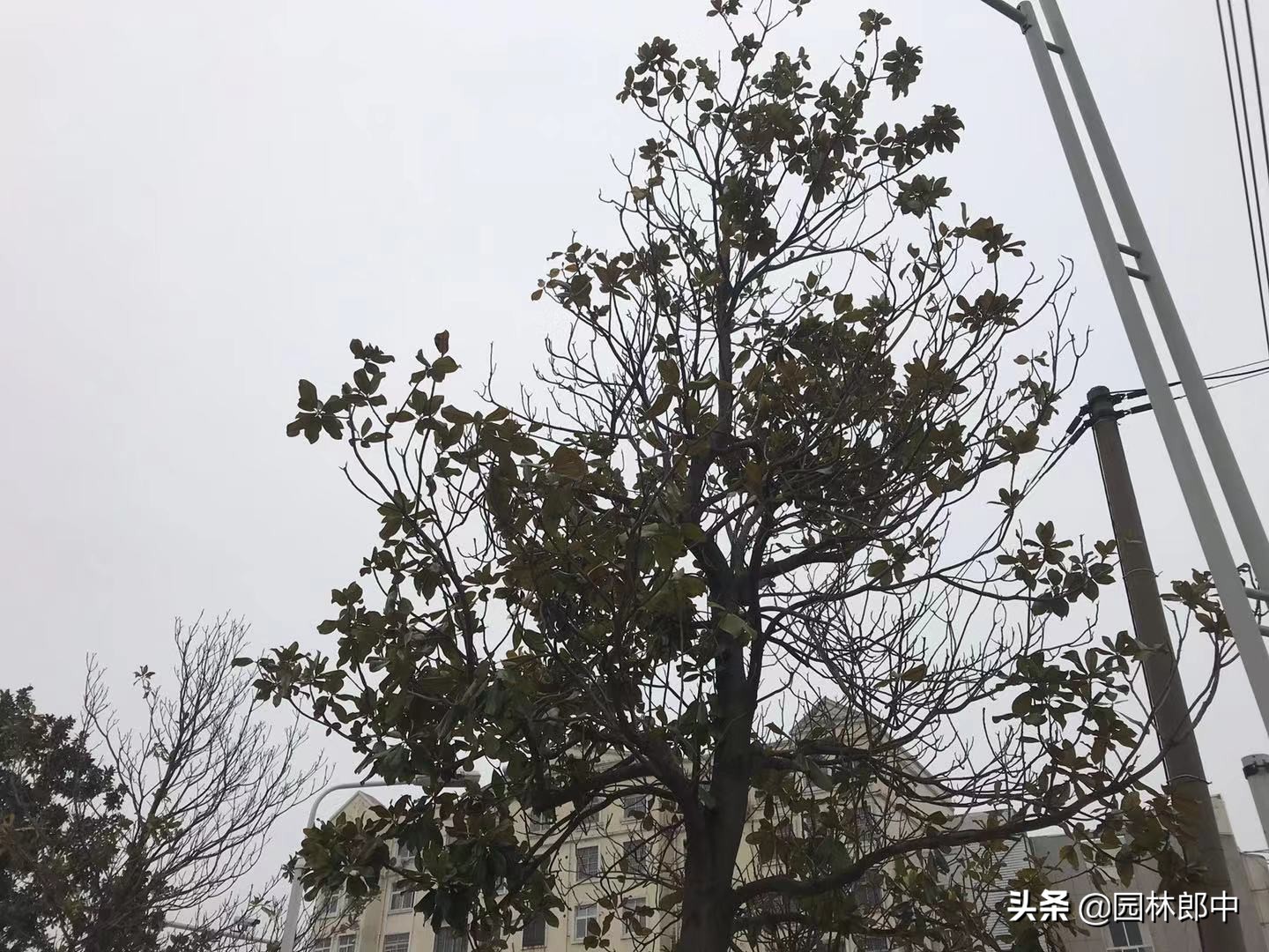 广玉兰树皮发黑怎么治疗,广玉兰树干黑斑点怎么治