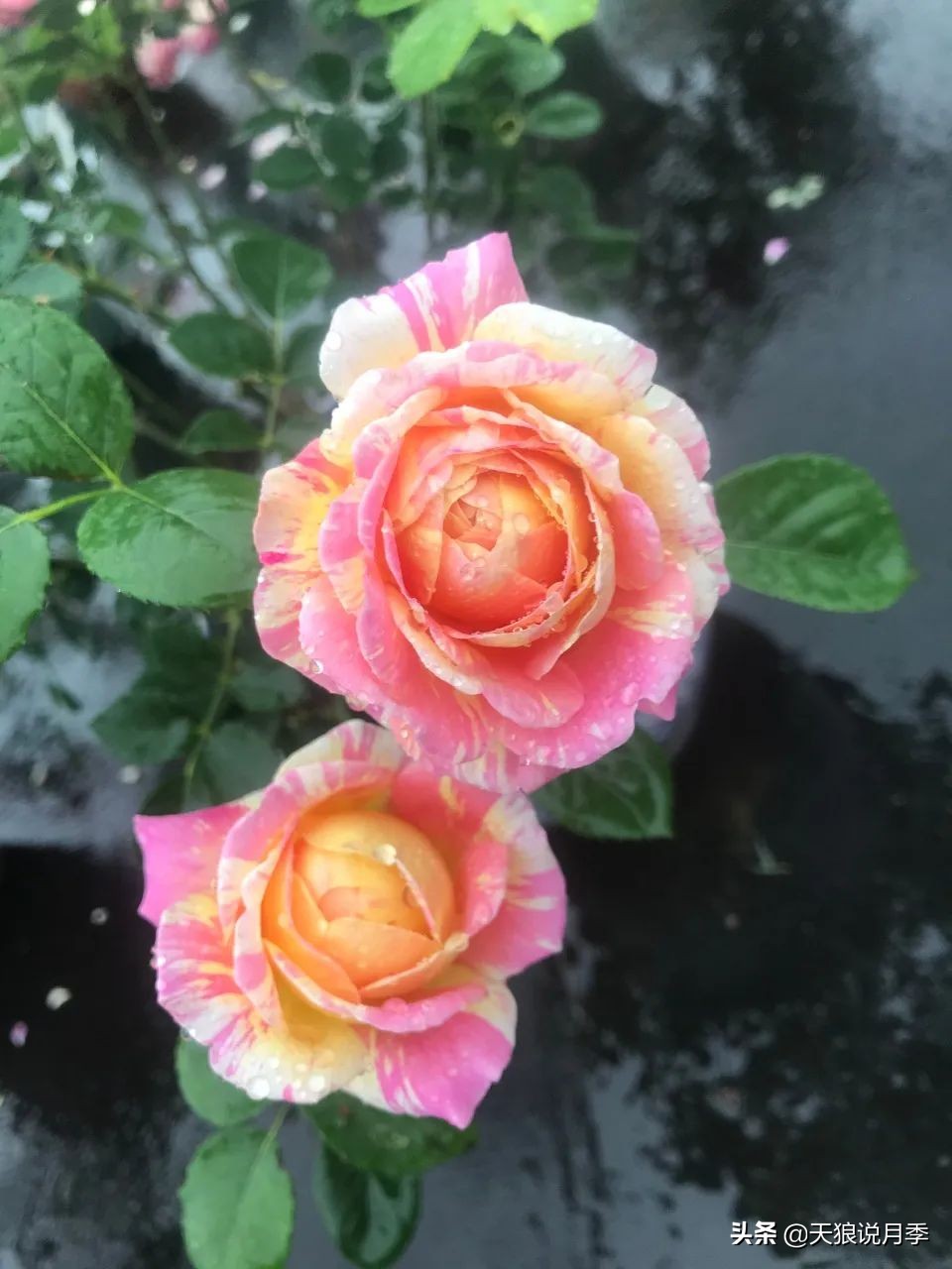 月季春季第一波花要不要剪,月季春季第一波花开后嫁接