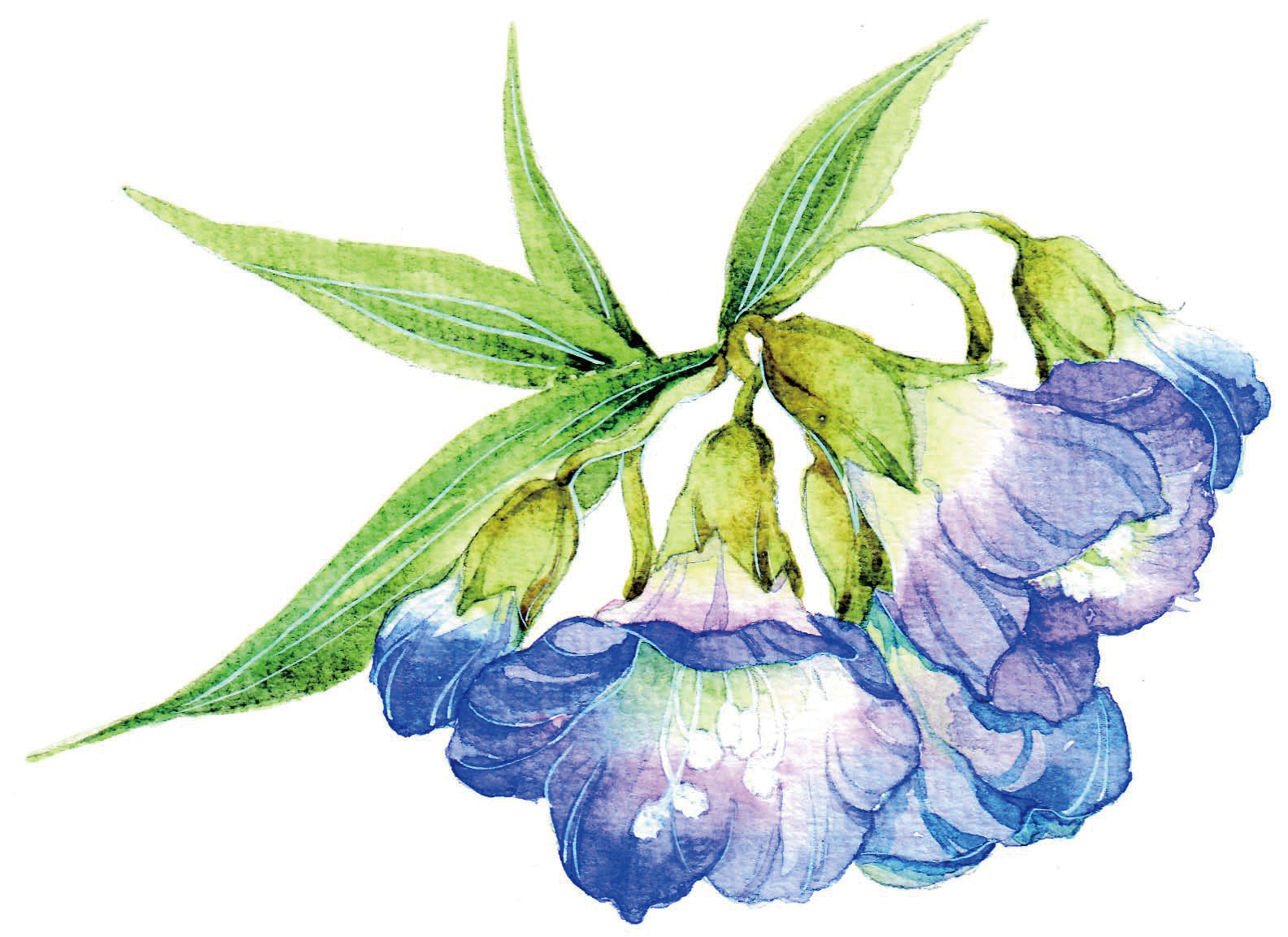 清爽又干净的水彩花卉手绘,学习水彩花卉画法步骤