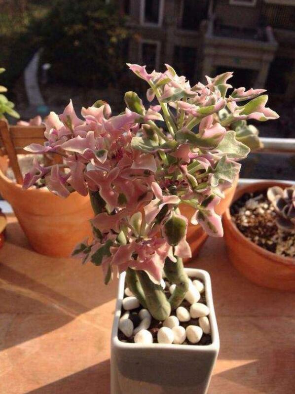 仙人笔怎么养,仙人笔多肉大冠幅