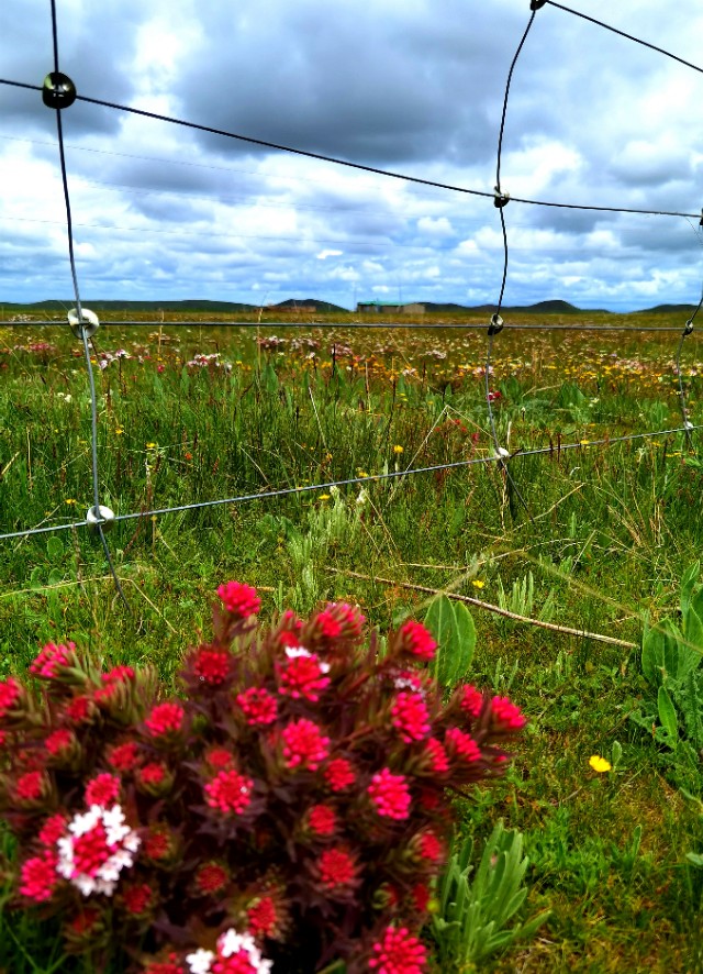 一条绝美草原之路,一条绝美的自驾公路