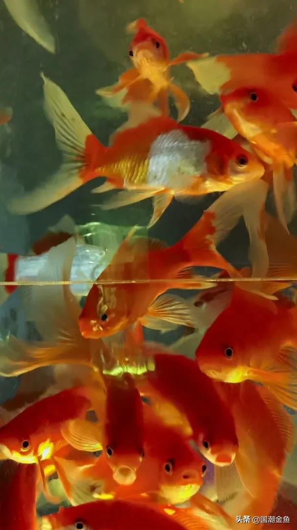 除夕“集五福”!五种福气满满的金鱼,祝您年年有余