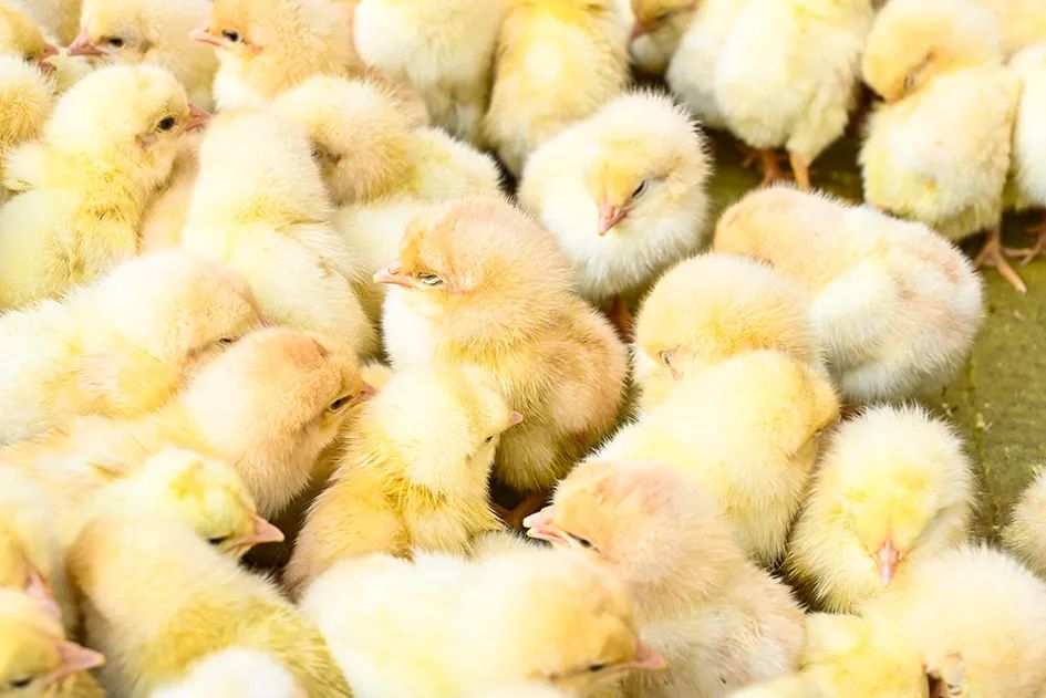 满满的烟火气逛大集真好玩,最值得逛的大集