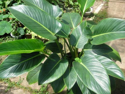 万年青如何养护,万年青植物的养护方法