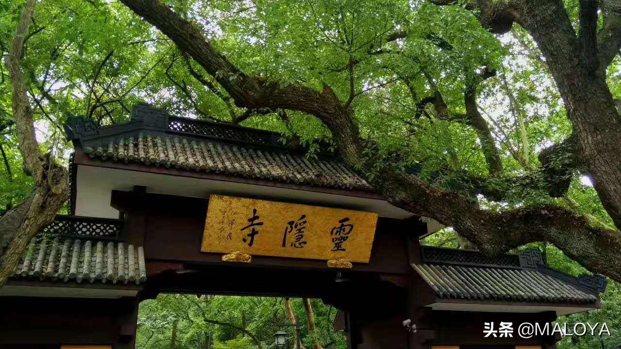 杭州灵隐寺1700年菩提树开花,杭州灵隐寺旅游全攻略