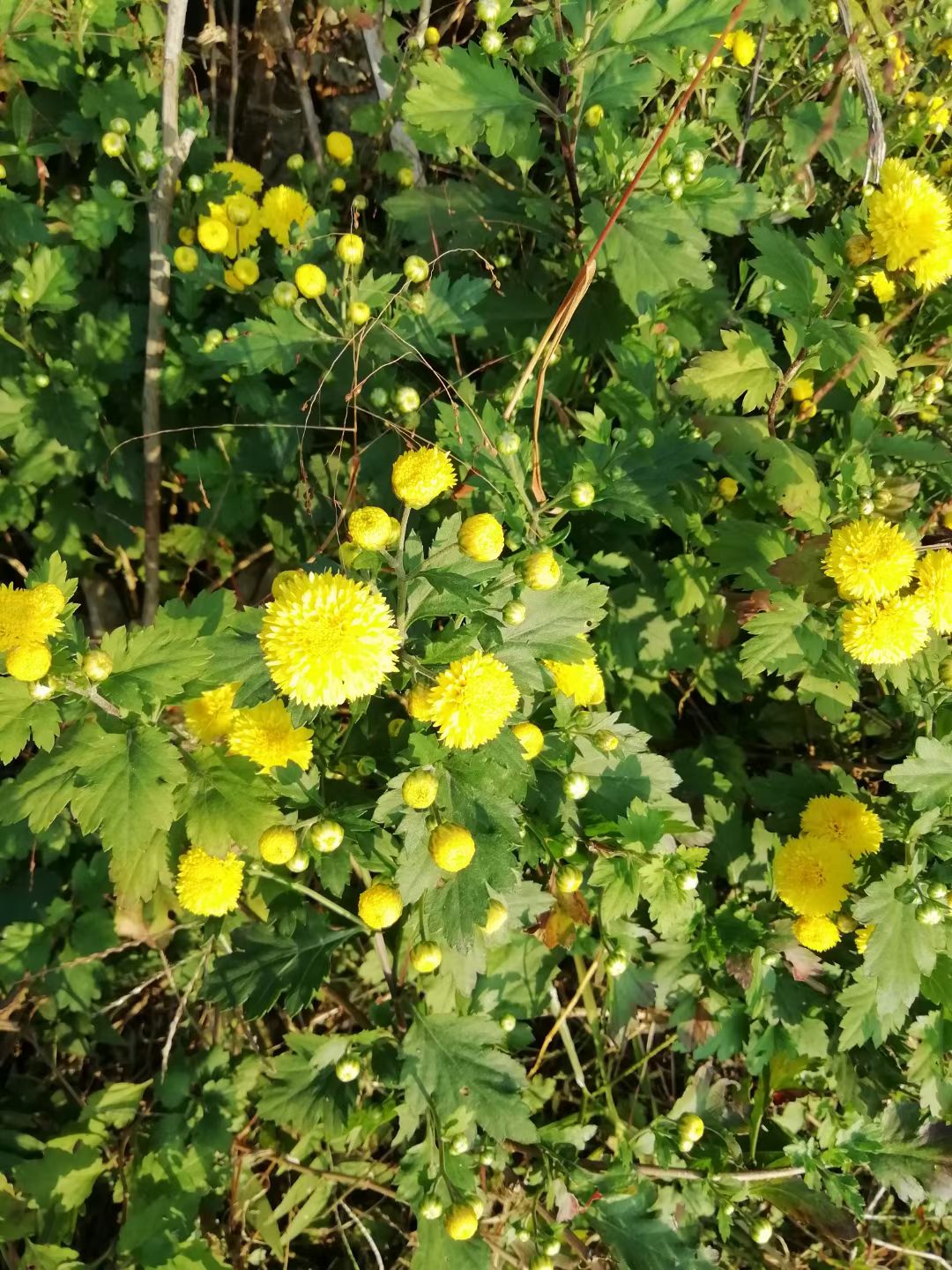 野菊花也有春天,野菊花秋天能播种么