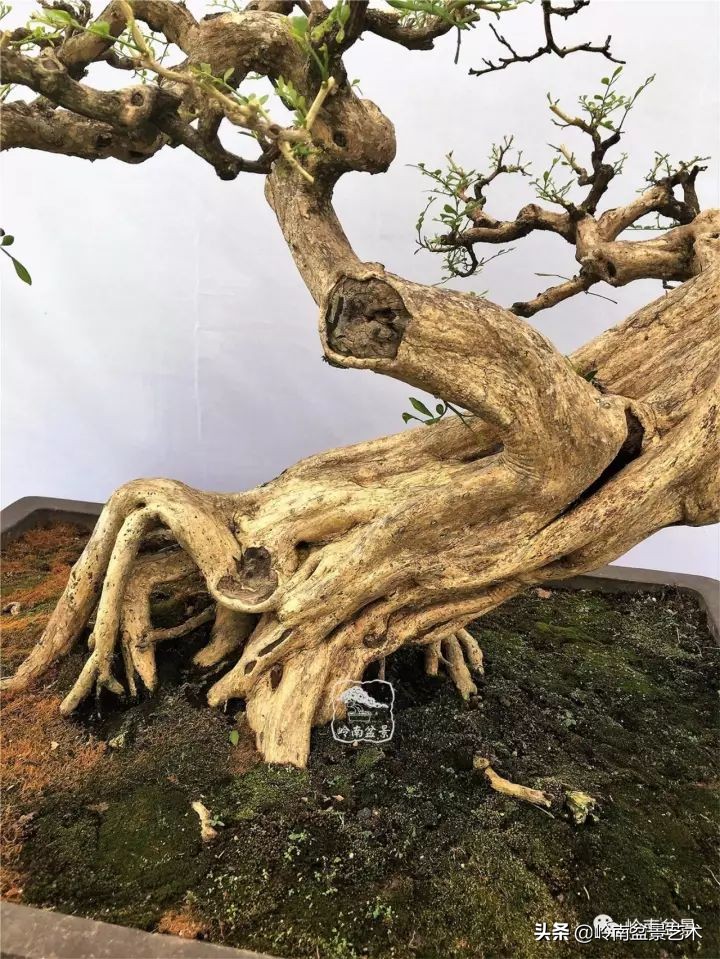 骞哥涔呬箙鐢滅敎铚滆湝,骞哥涔呬箙