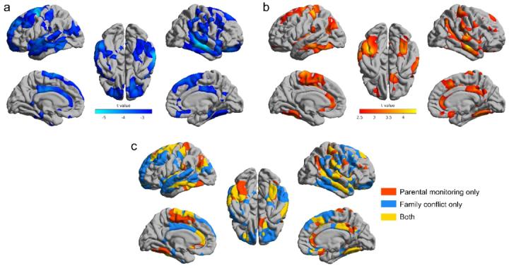 脑科学日报,脑科学日报记忆方法