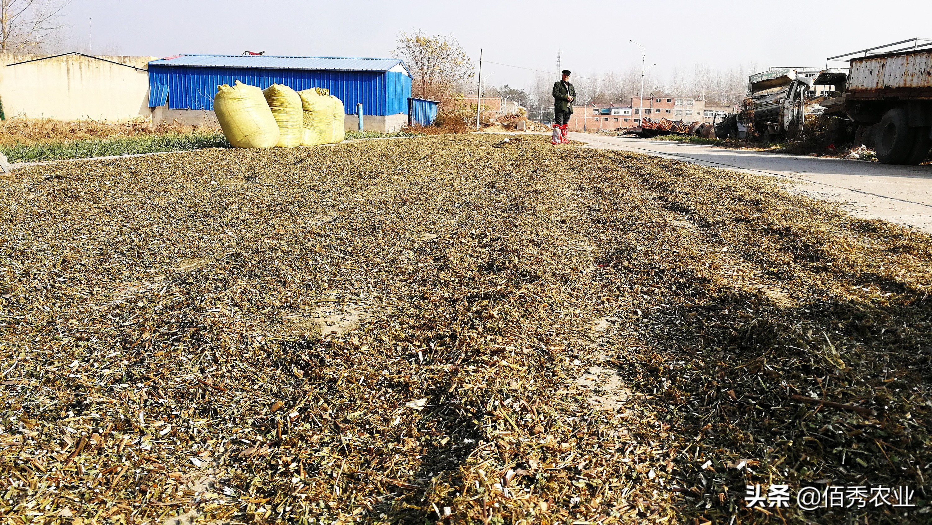 不想打工了在农村干什么可以致富,40岁在农村能做什么养家