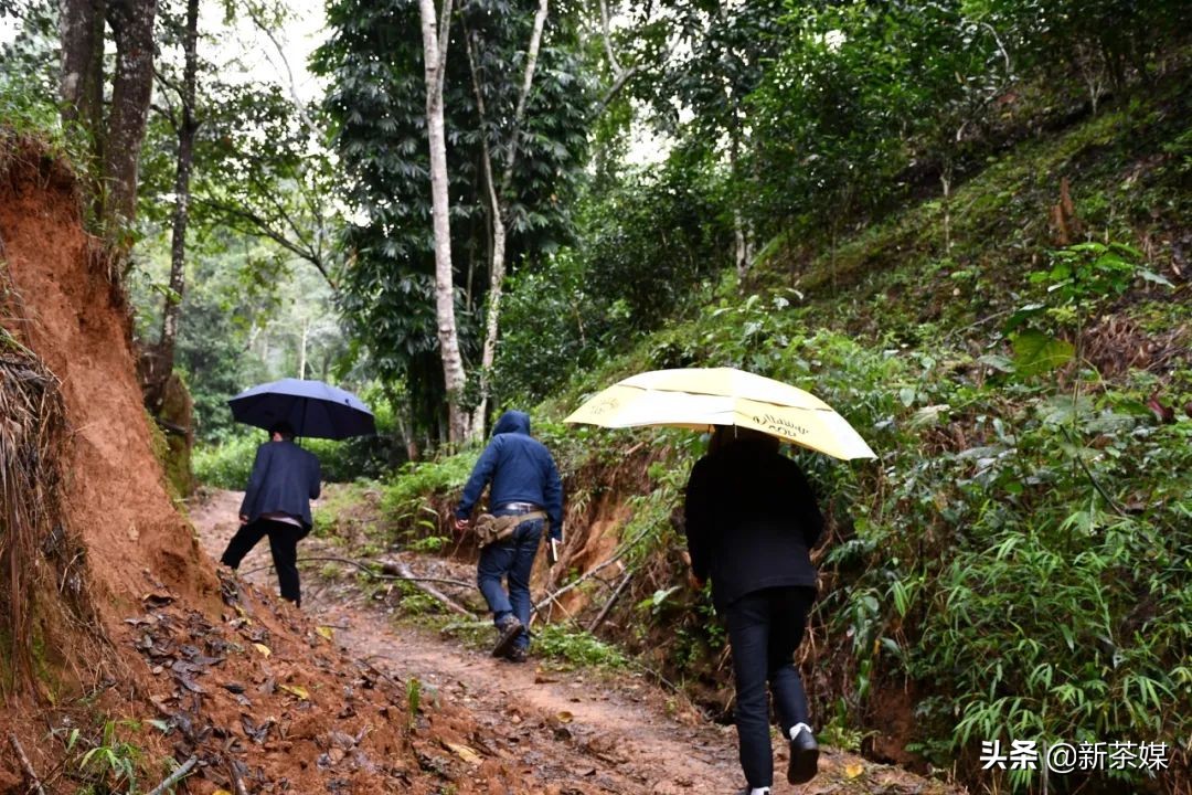 南糯山茶树王咋走,南糯山普洱茶茶树王