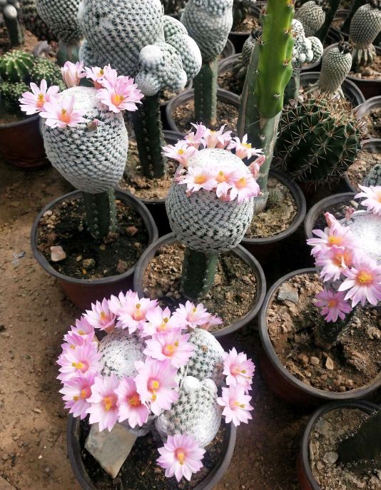 仙人球花期一般持续多久,仙人球早晚开花的变化